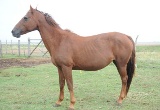 Chauchita del Paraisal